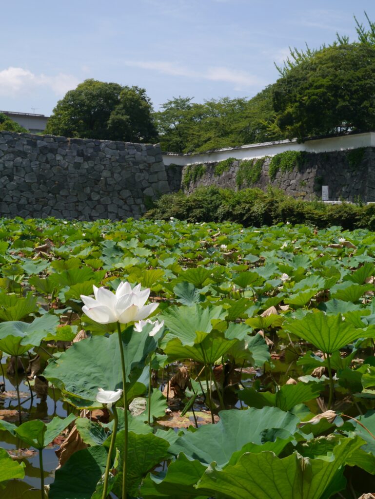 お城のまわりにハス